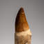 Genuine Mosasaur Tooth With Root From Morocco (115 Grams)