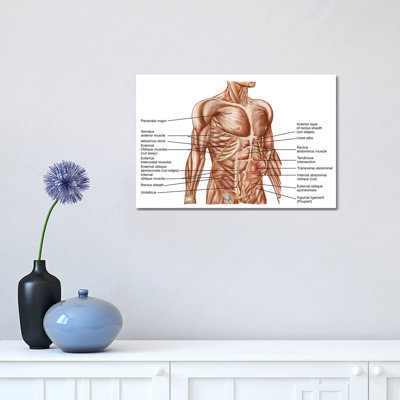 " Anatomy Of Human Abdominal Muscles " by Stocktrek Images