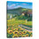 Alvord Golden Tuscana
