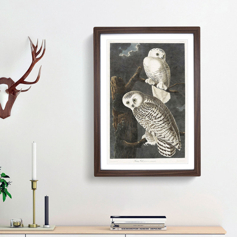 Snowy Owls by John Audubon - Framed Print, Walnut Framed, 36cm H x 27cm W x 2cm D