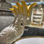 Porcelain Basin With Bronze Cockatoo
