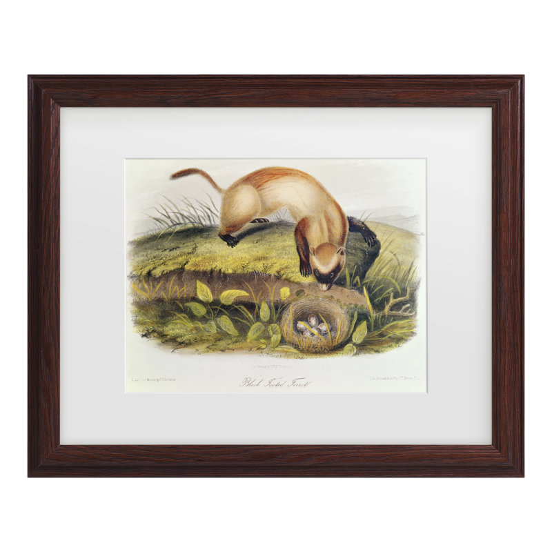 Art mural encadré - Décoration murale «Ferret à pieds noirs» par John James Audubon - cadre pour salon, cuisine et salle de bain - 11 x 14