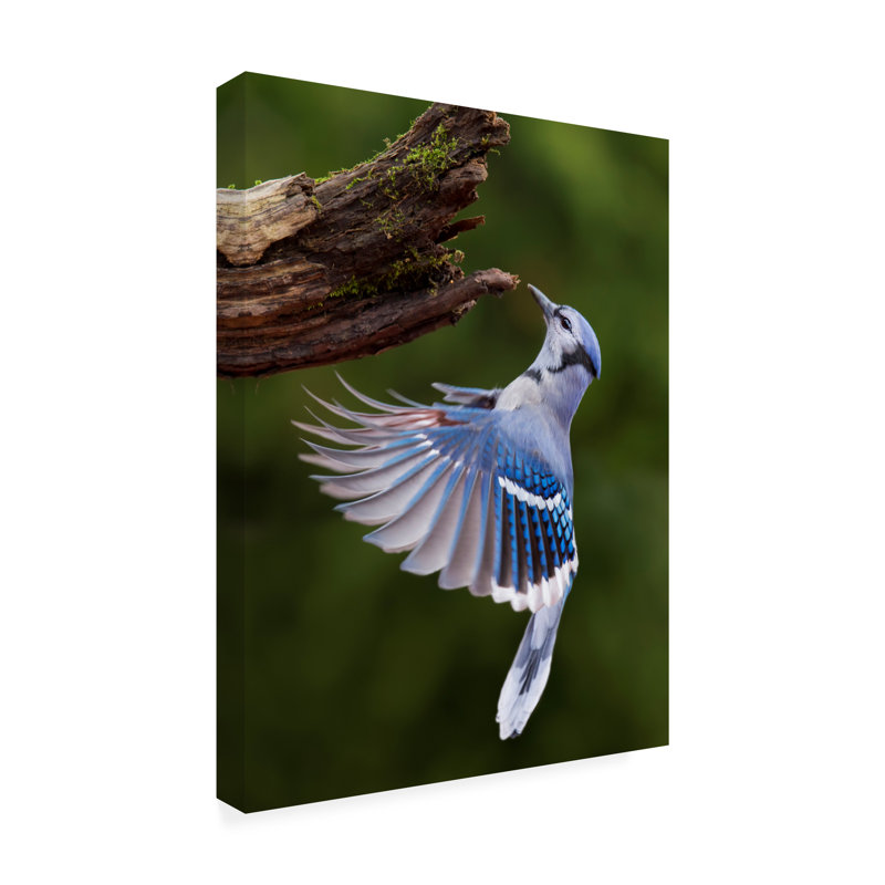 Art sur toile «Jay», H 19 po x l 14 po