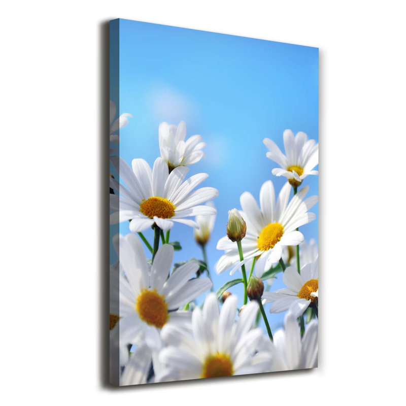 Daisies - Wrapped Canvas Print