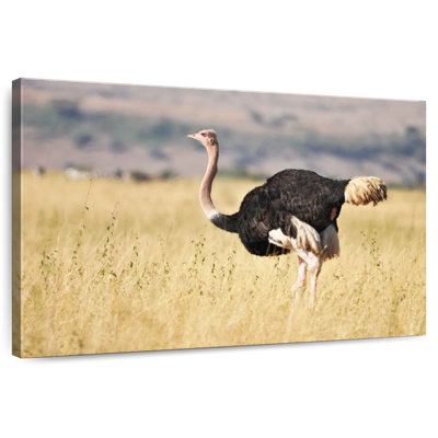 Brampt Wildlife Ostrich
