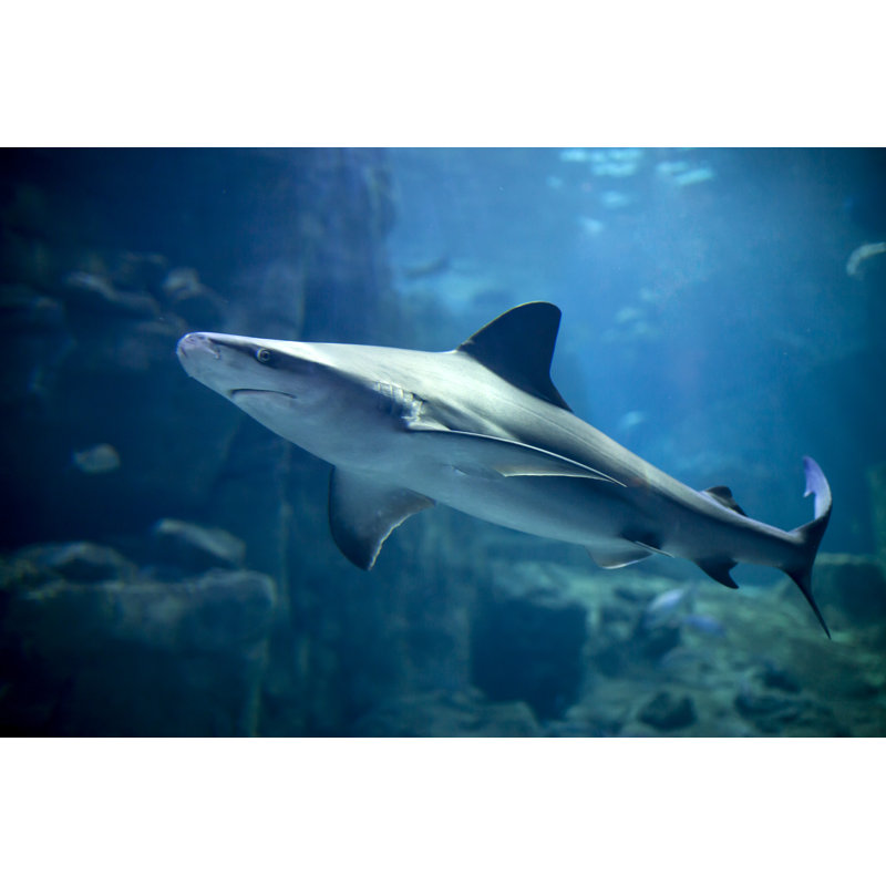 Shark by 123Ducu, 20" H x 30" W