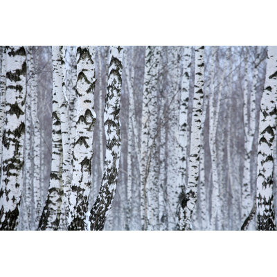 Foscoe Birch In Winter, Russia - Wrapped Canvas Print