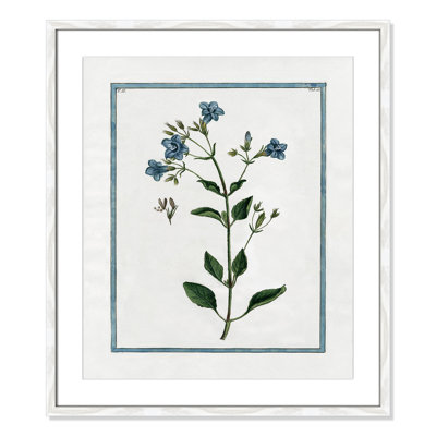Colombe "Shabby Elegance Botanical II" Print