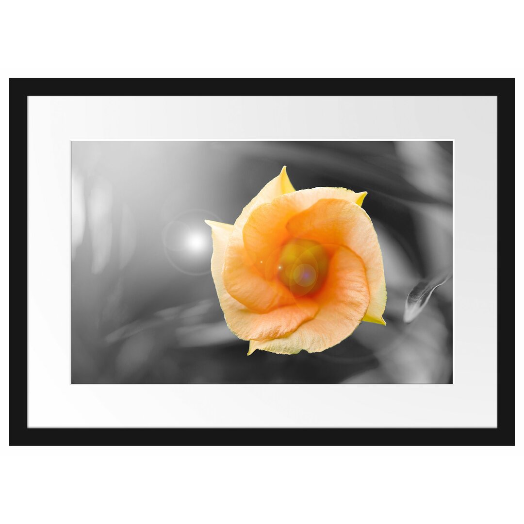 Gerahmtes Poster Orange Blume im Sonnenlicht