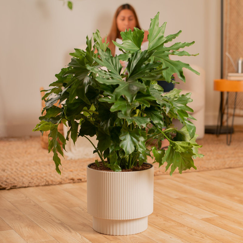 Lacy Tree, Selloum in Mid-Century Modern Planter