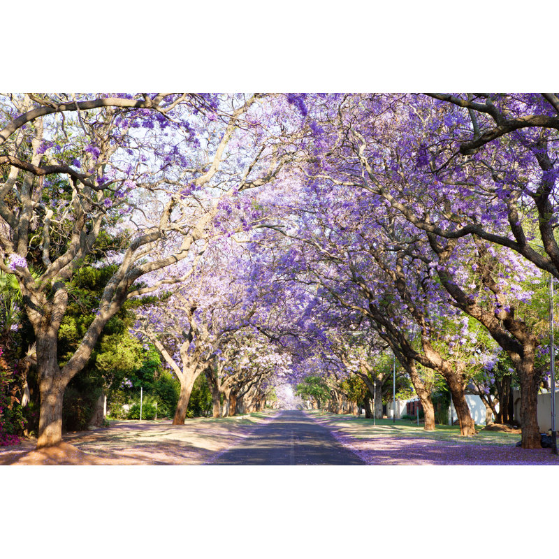 Jacaranda, rue bordée d'arbres dans la capitale d'Afrique du Sud par Andreveen, H 8 po x l 12 po x P 1,25 po