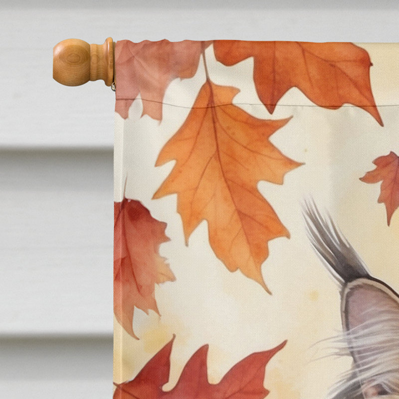 Chat en feuilles d'automne, British Longhair