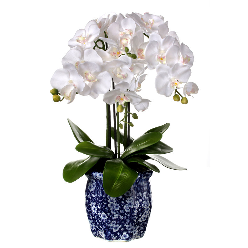 Arrangement floral orchidées phalaopsis en pot