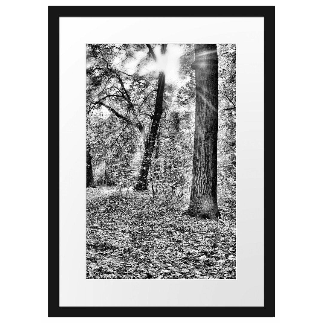 Gerahmtes Poster Sonnenstrahlen auf Waldlichtung