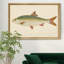 «Donovan Antique Fish II», impression sur toile encadrée-1882898375-1882898426