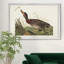 Bemaculé canard - reproduction de photo sur toile-507593552-507593558