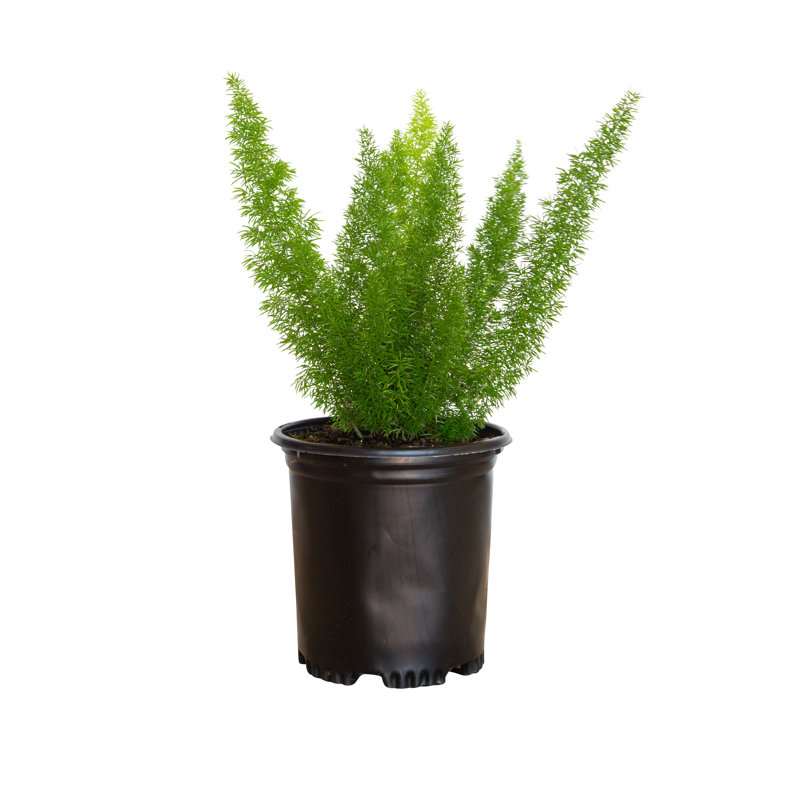 2.5 Quart Foxtail Fern in Black Plastic Pot