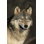 Loup gris, Canis Lupus - photographie sur toile tendue