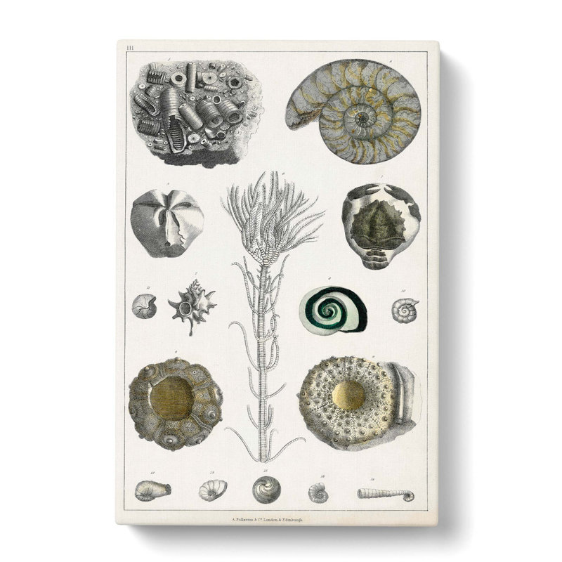 Collection Of Fossils III by Oliver Goldsmith - Wrapped Canvas Painting, 50cm H x 35cm W x 3cm D