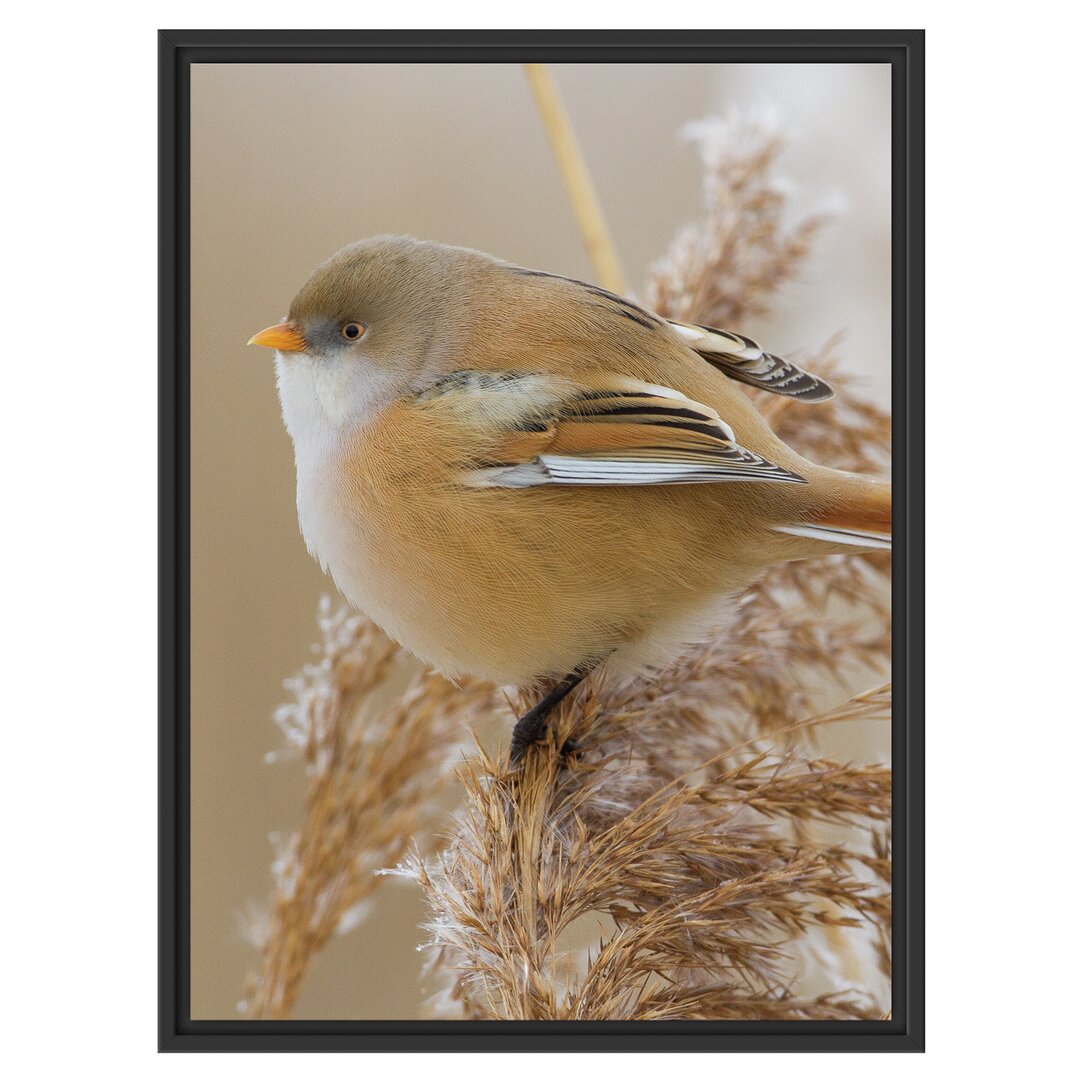 Gerahmtes Wandbild kleiner Vogel auf Weizen