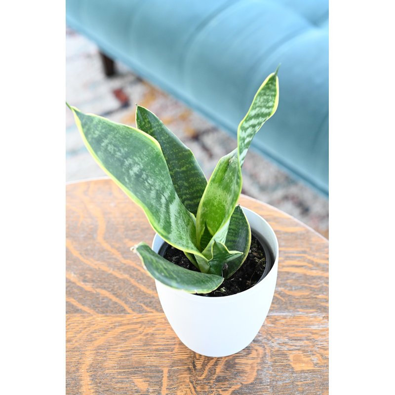 Live Laurentii Snake Plant in Classic Pot, White