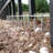 Large Animal Barrier