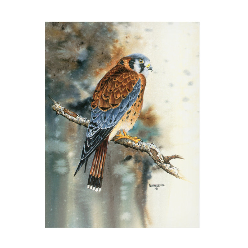 Art sur toile Dave Bartholet Kestrel, H 14 po x l 19 po
