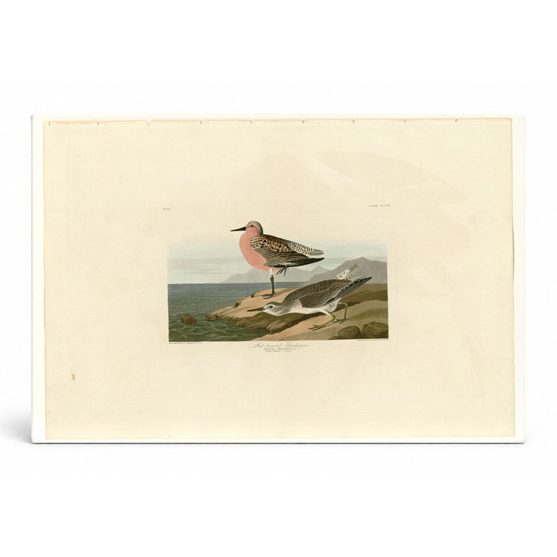 Bécasseau à poitrine rousse, plaque 31 (1835) - Paysage, art mural sur toile, 20" W x 16" H