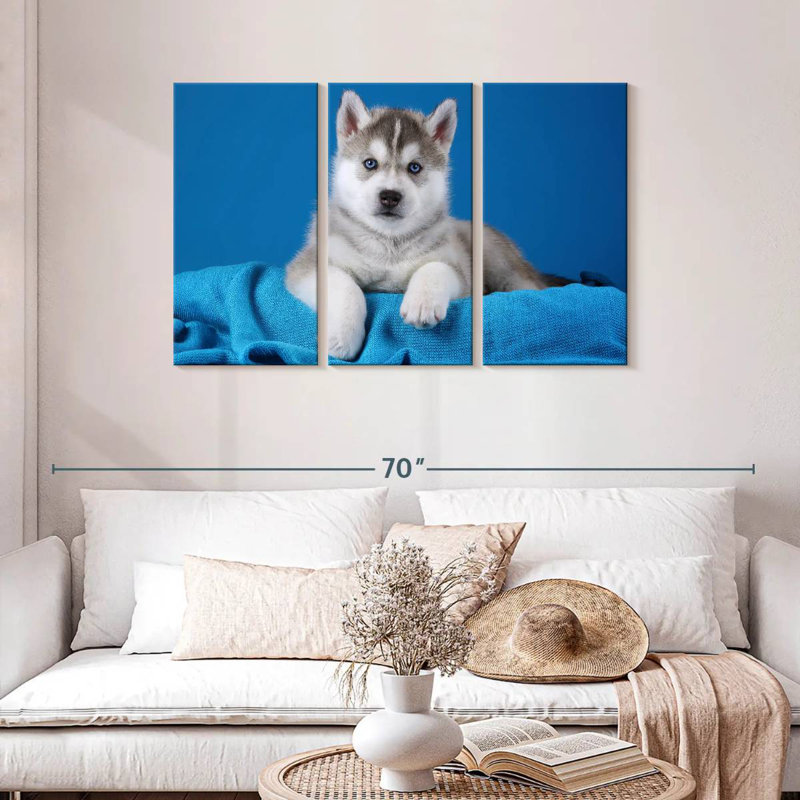 Chiot Husky aux yeux bleus Brampt, H 28 po x l 45 po