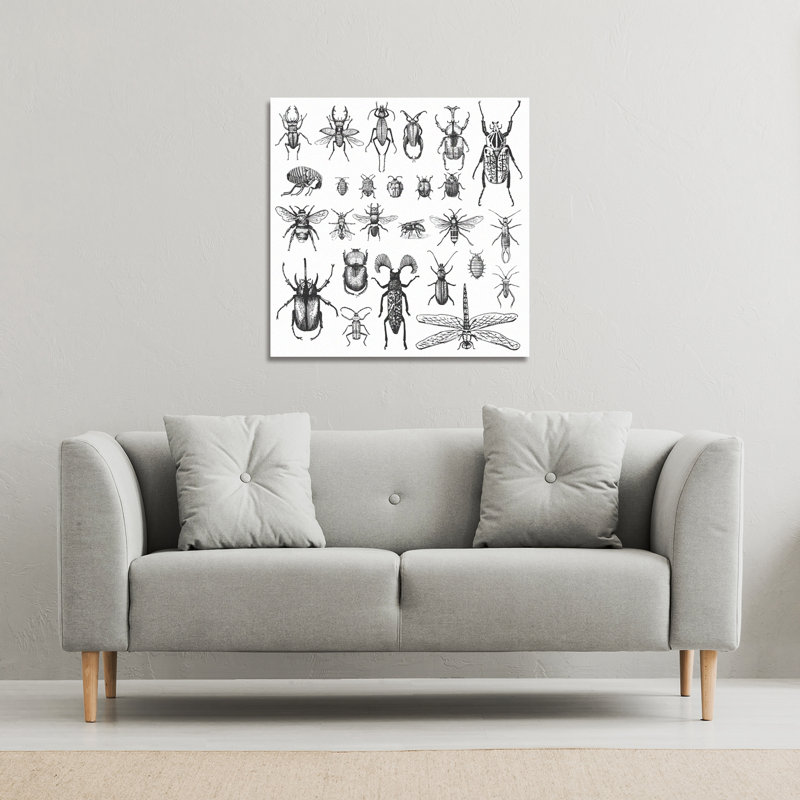 Fleas Many Species In Vintage Old Hand Drawn Style Canvas Print by Andrew Lee - Wrapped Canvas Print