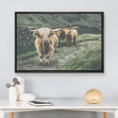 Animaux lavés en Écosse Highland Country Cow