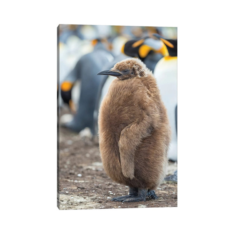 King Penguin Chick With Brown Plumage, Falkland Islands. by Martin Zwick - Wrapped Canvas Print, 20.32 cm H x 30.48 cm W