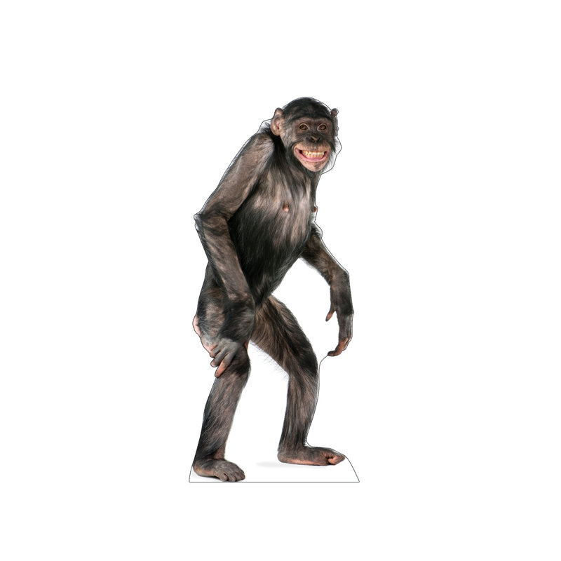 Life-Size Chimpanzee Cardboard Standup Display
