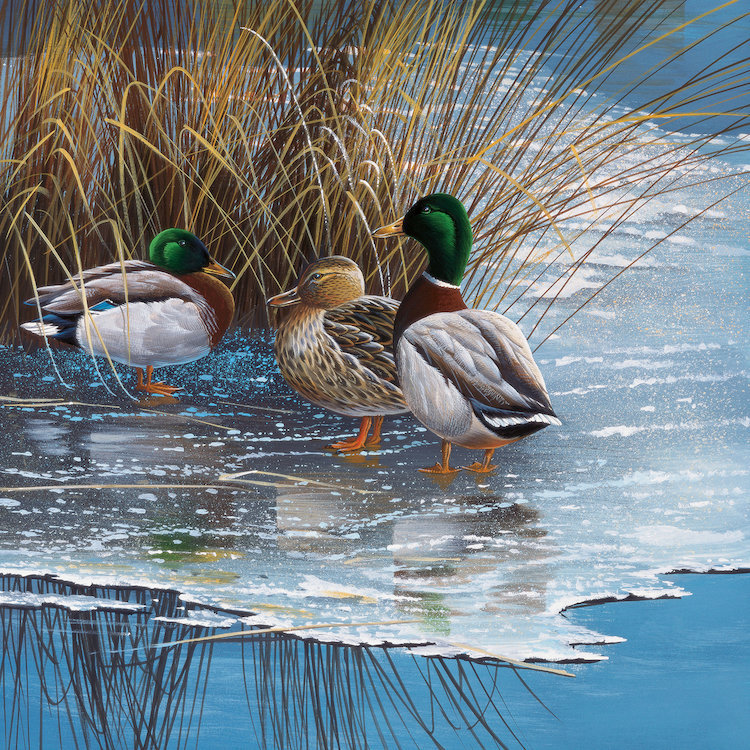 «Three Ducks on Ice», impression sur toile, H 48 po x l 48 po x P 1,5 po, Pas de tapis, Toile tendue