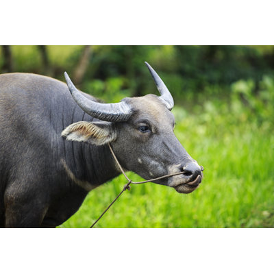 Water Buffalo - Wrapped Canvas Print
