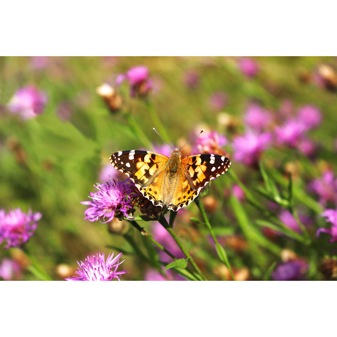 Schmetterling auf der Blüte - Kunstdrucke auf Leinwand ohne Rahmen