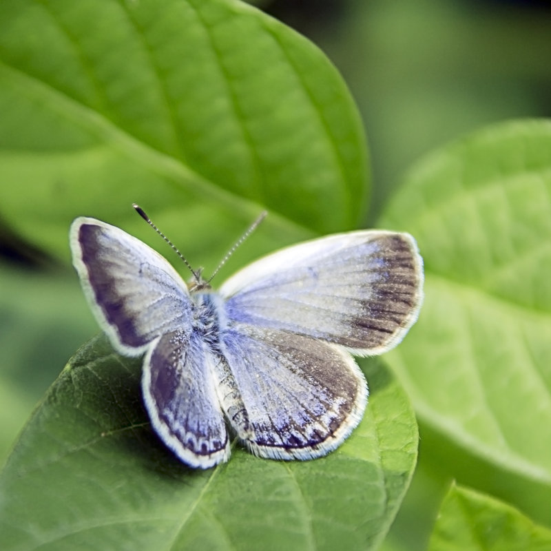 Karner Blue - Photographie sur toile tendue, L 12 po x H 12 po