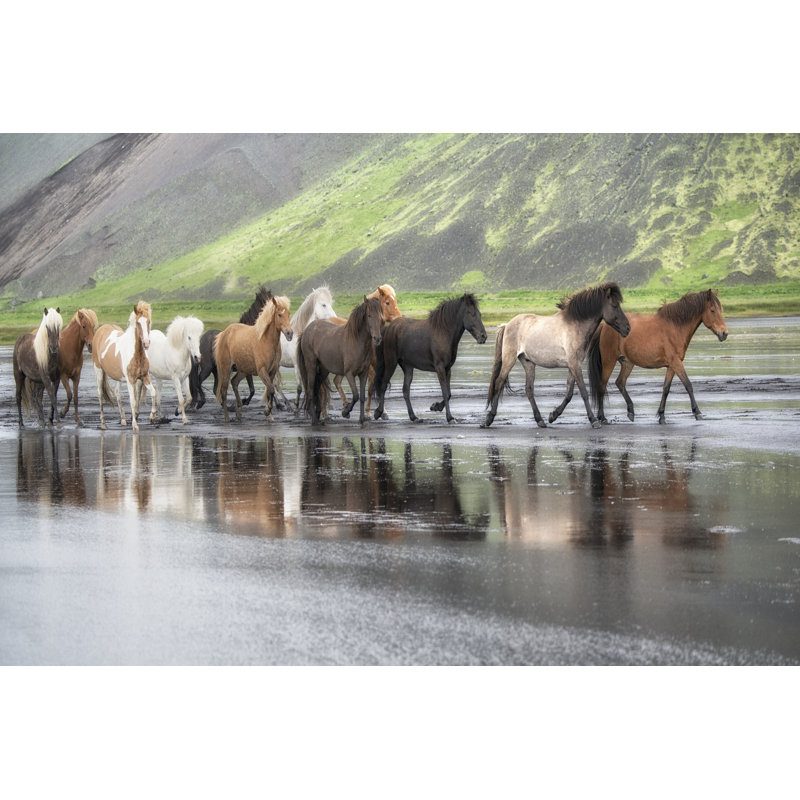 Chevaux Islandais xiv, H 24 po x l 36 po x P 1,25 po