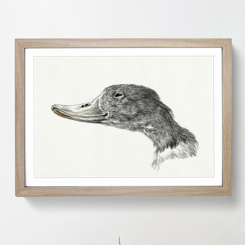 Head of a Duck by Jean Bernard - Framed Print, 36cm H x 48cm W x 2cm D, Oak Framed