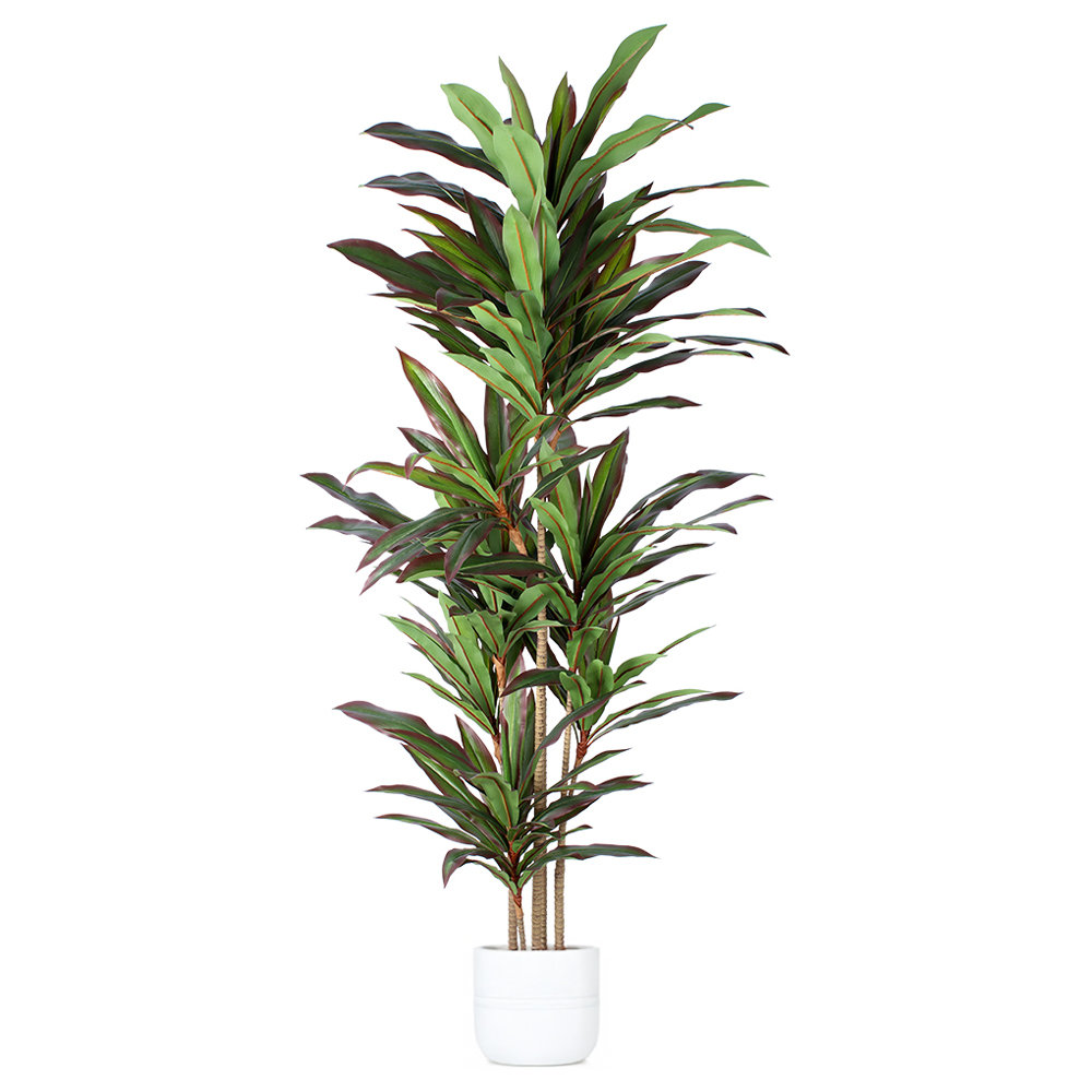 Marazi Dracaena Tree in Pot, 70.87