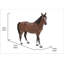 Cheval debout