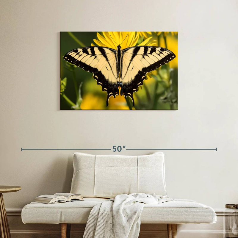 Machaon perché, H 24 po x l 36 po