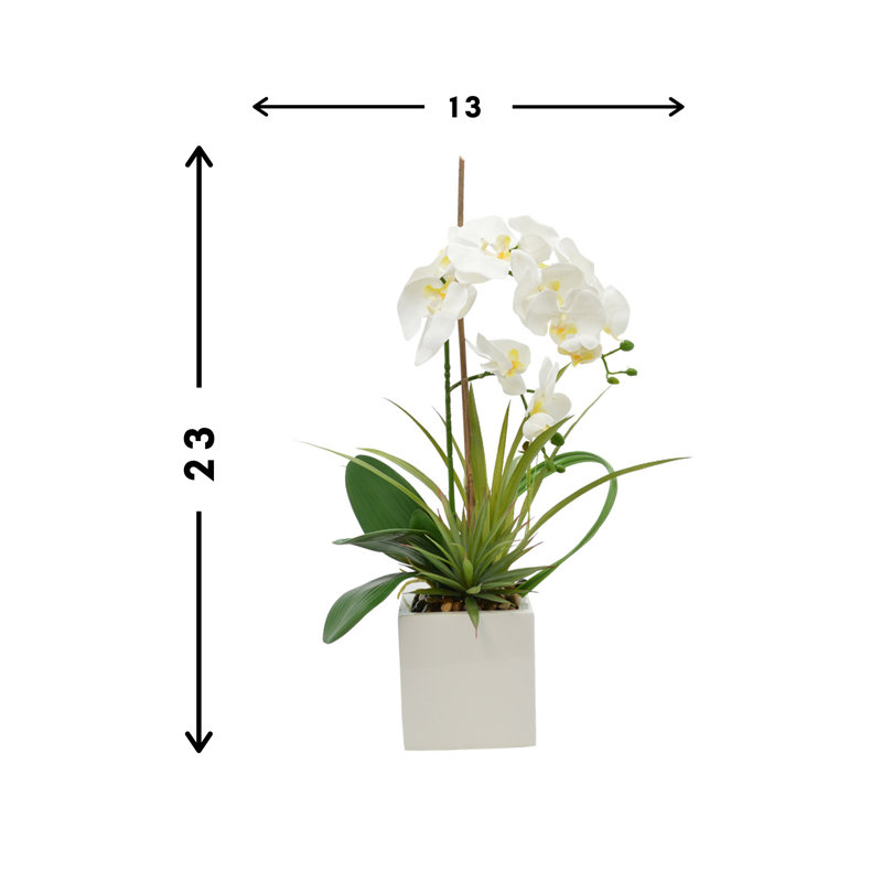 Orchid In White Vase
