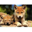 Spring Wolf Pups-107306692