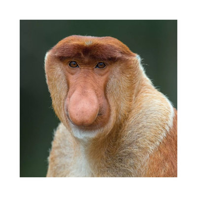 " Proboscis Monkey Male Portrait Borneo " by Mogens Trolle