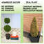 Haut topiaire artificiel en forme de boule-1119386439-1096592314