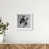 White Shadowbox