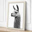 Llama Portrait Minimalist - Wrapped Canvas-465915620-465915641