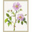Wild Rose 1 Print by Lillian August
