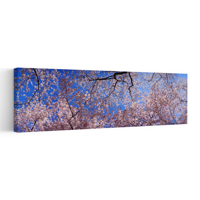 Faible angle de vue de cerisiers en fleurs, État de Washington, États-Unis, art contemporain de fleur de cerisier abstrait